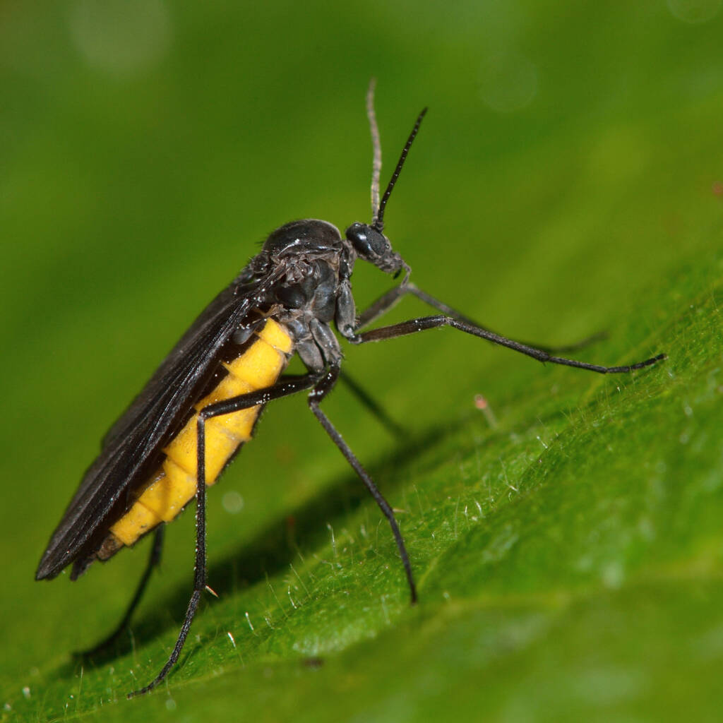 Fungus gnats are often misconstrued as being fruit flies