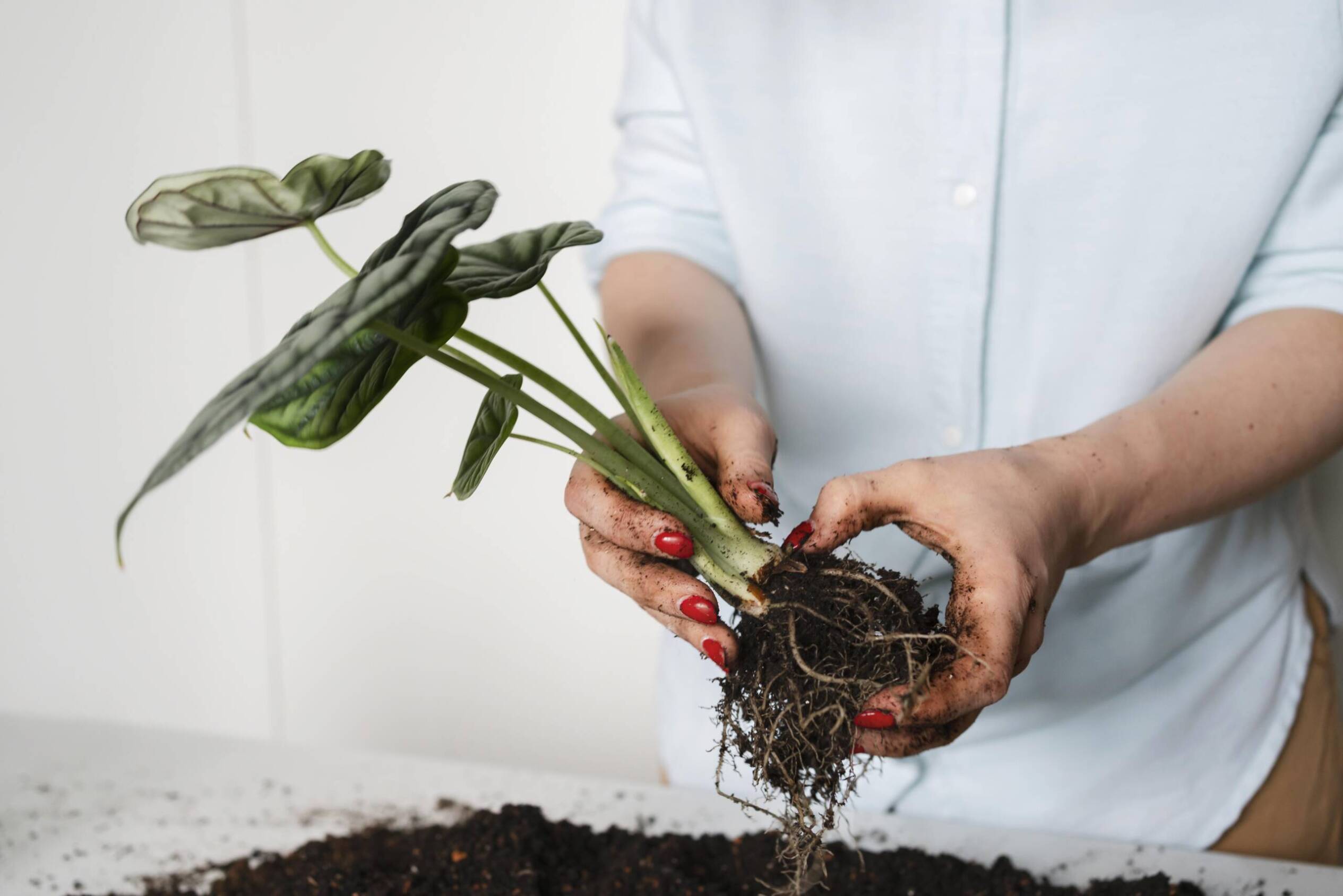 Woman replanting a young tree sapling