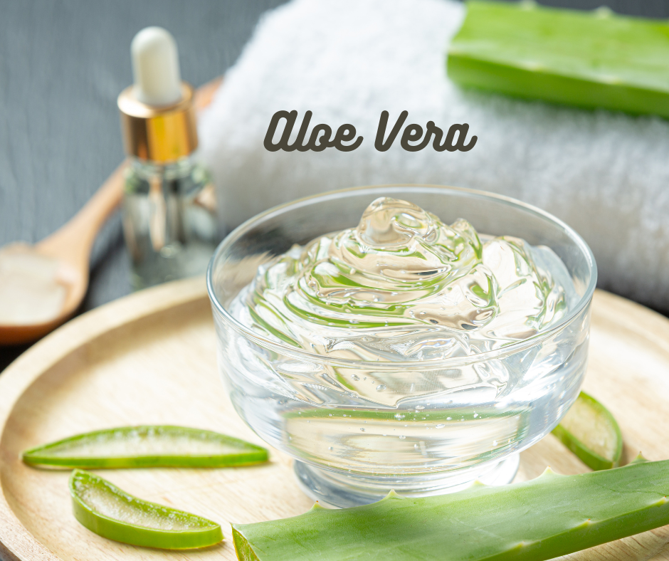 The aloe vera plant is a cactus that contains healing, hydrating gel.