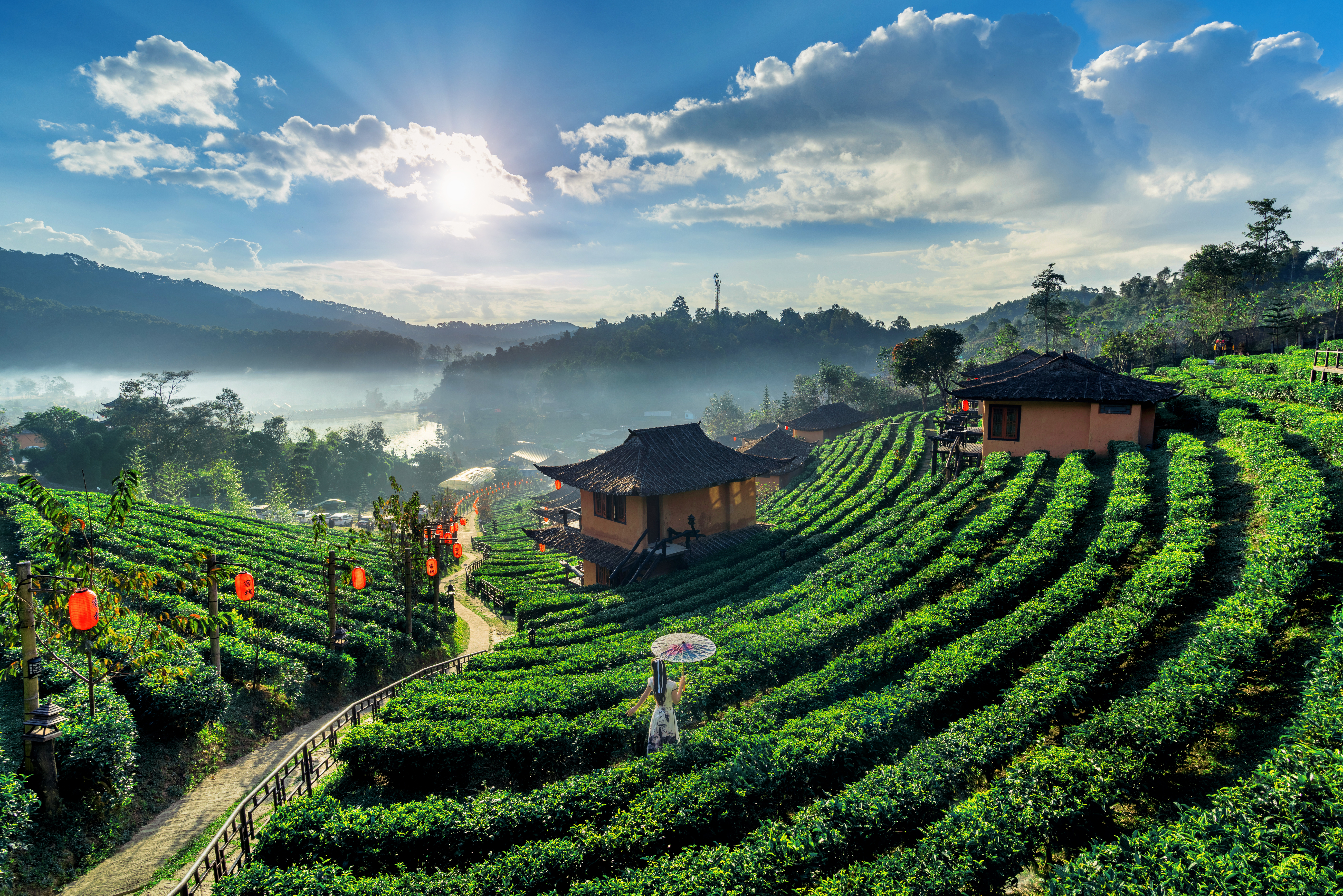 Gorgeous view of a tea farm in thailand