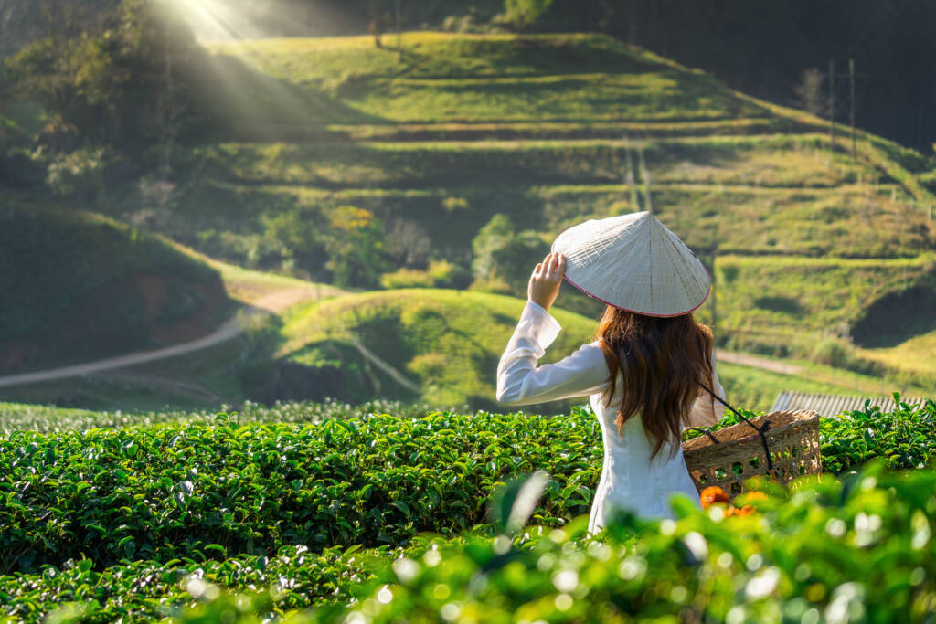 Tea tourism is on the rise - learn how it's made, its origins, and how to best source your tea