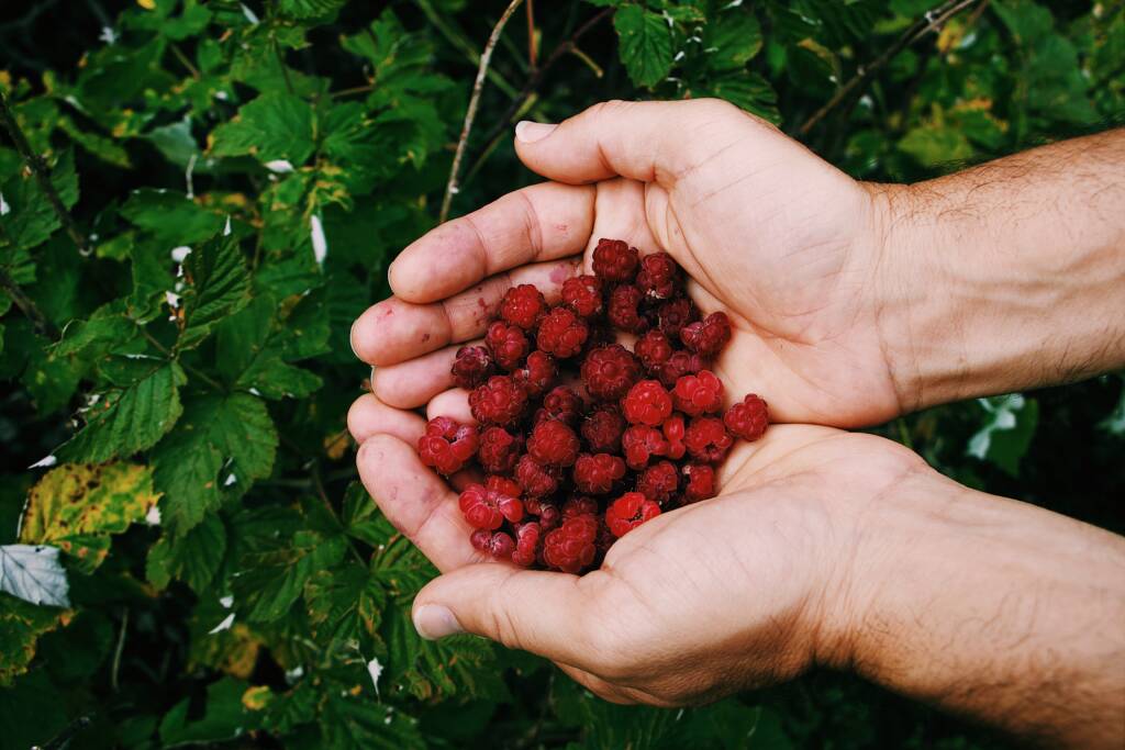 Person holding a handful of lingonberries from their yard