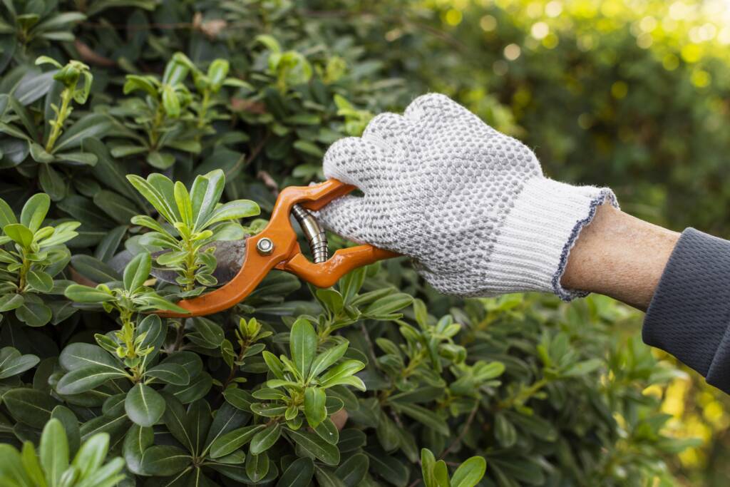 Your HOA may require your hedge to be kept a specific height