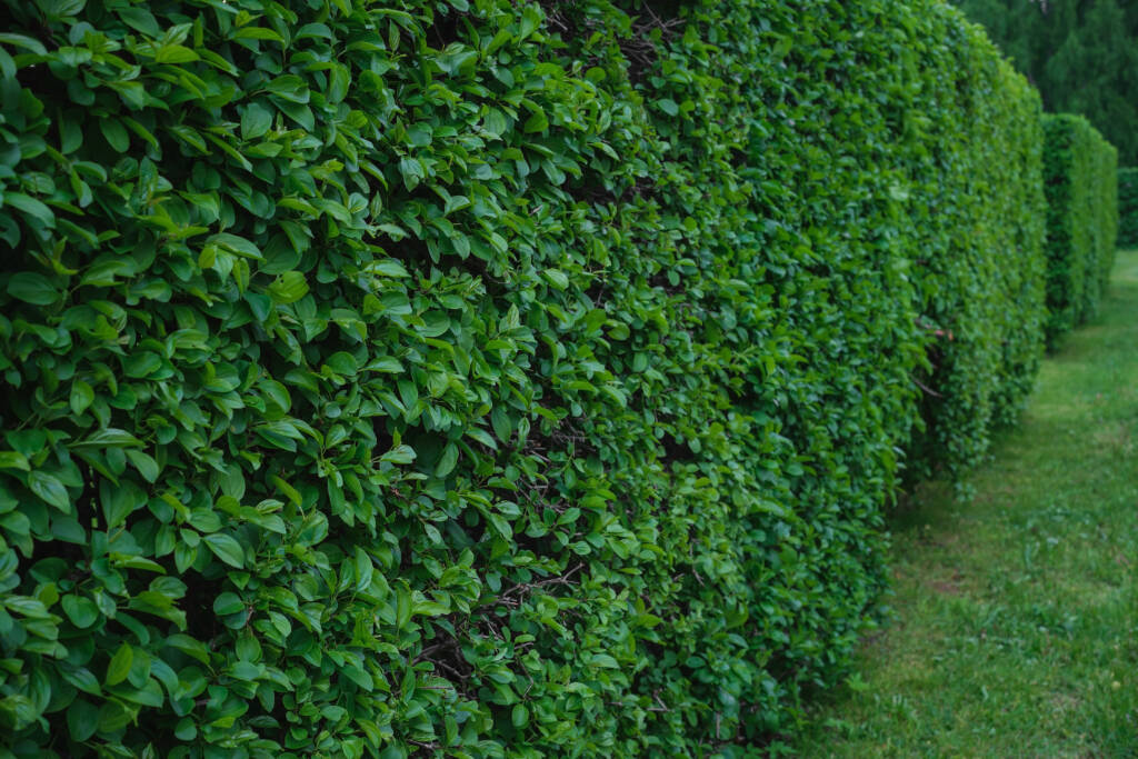 Landscaping hedges afford privacy & ecological resilience by providing a habitat for wildlife and pollinators as well as anchoring the soil to prevent soil erosion. Plants also help filter air pollution and provide privacy