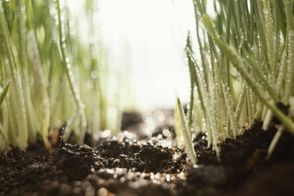 Baby seedlings with water dew