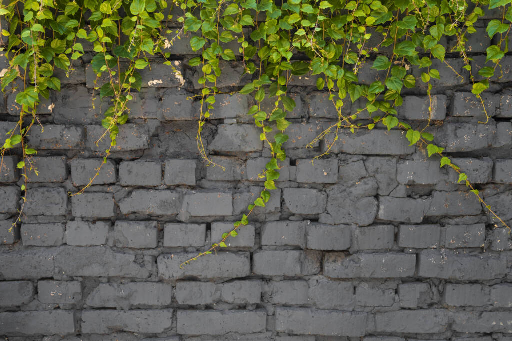 Vine growing from the top, climbing over an old brick wall