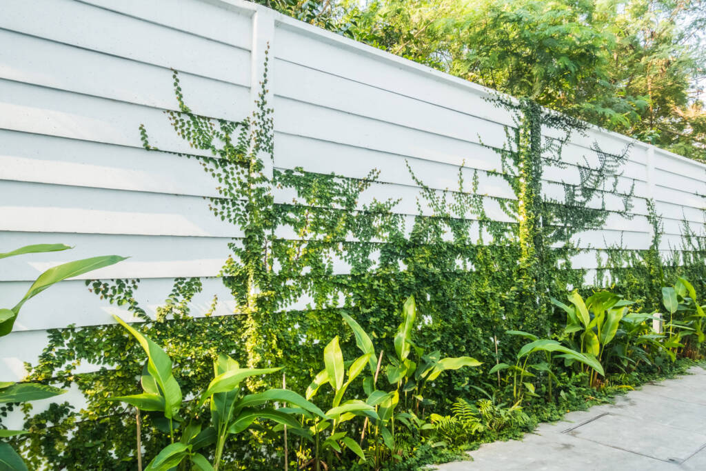 Vines and native plants growing alongside a fence