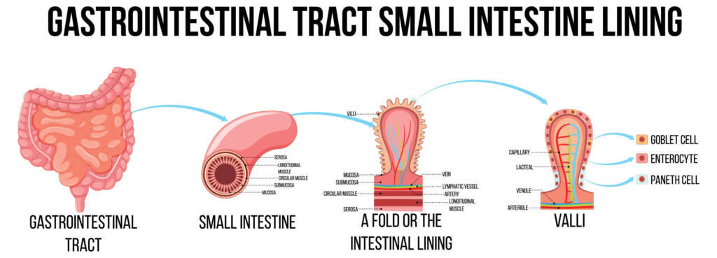 The Small Intestine is resilient, but vulnerable