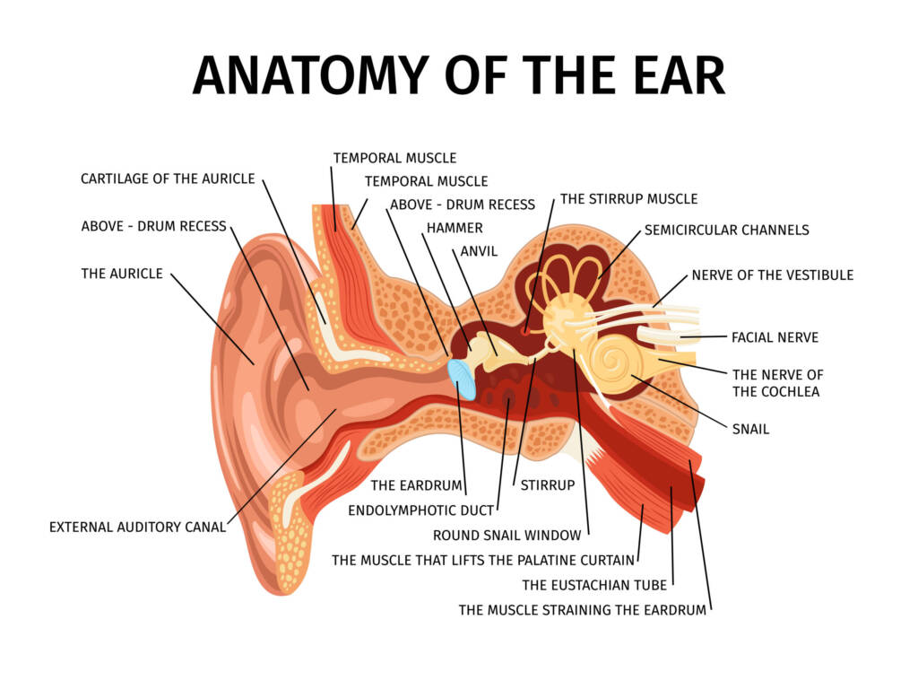 The structure of your ear is spectacular
