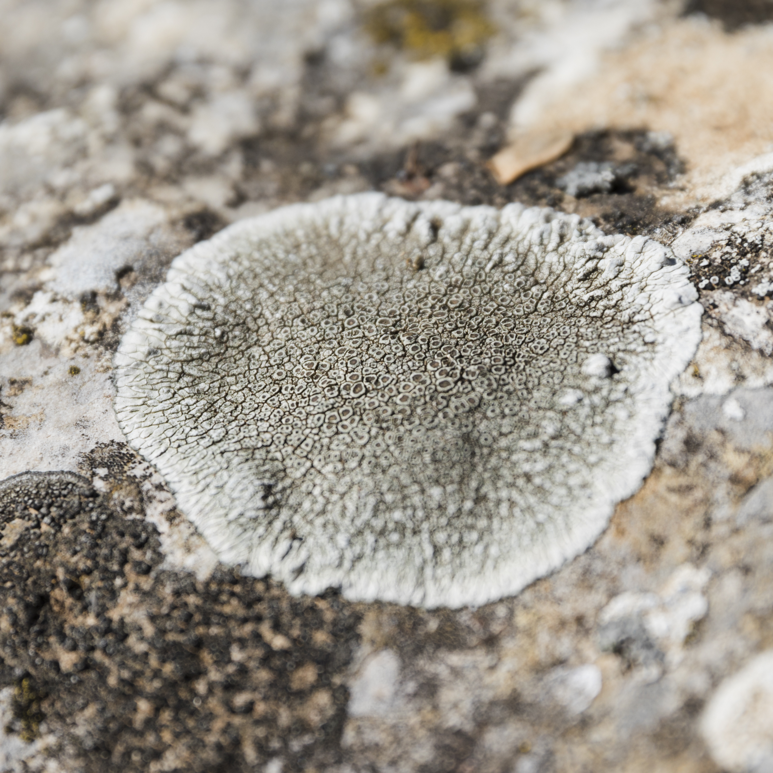 White lichens on tree bark