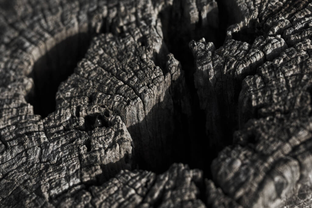 Charred wood is a great additive to rejuvenate soil