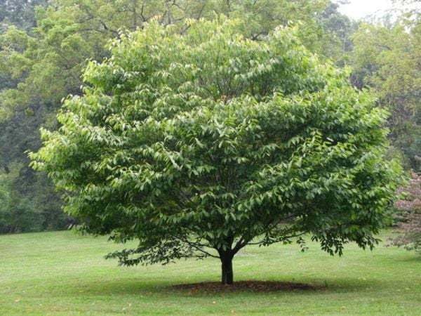 Mature American Hornbeam tree