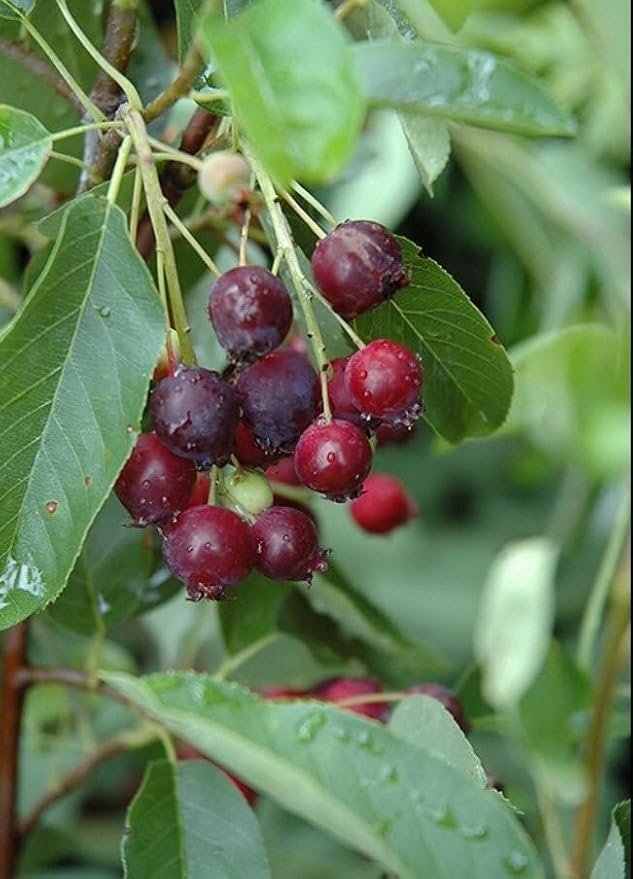 Serviceberry