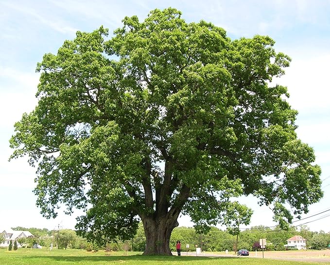 White Oak
