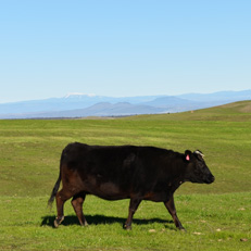 Kangen Wagyu cattle grazing the fields