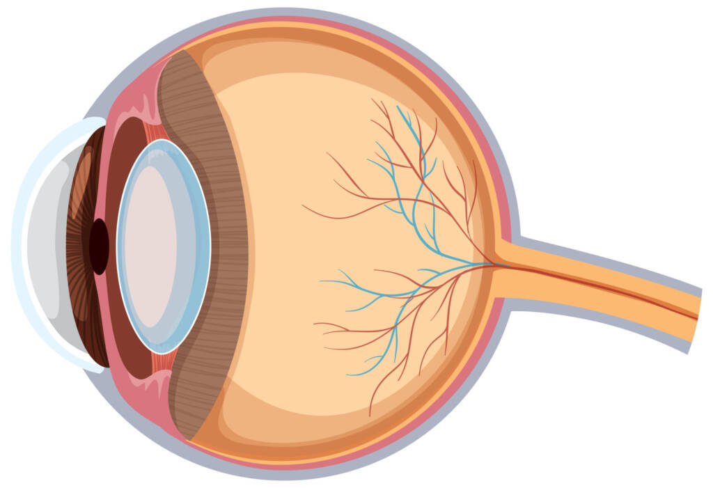 Cross section of a healthy eye